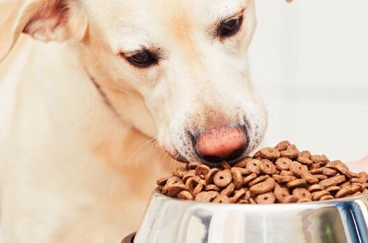 Ein heller Labrador frisst aus einer Schüssel mit veganem Hundefutter. Ideal für eine gesunde und tierfreundliche Ernährung.