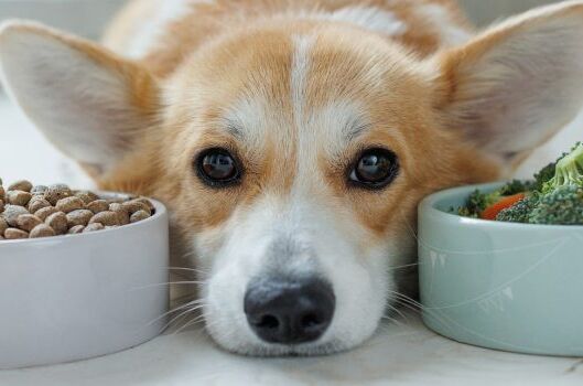 Ein braun-weißer Corgi-Liegekopf zwischen zwei Schüsseln, eine mit Trockenfutter und eine mit frischem Gemüse. Ideal für vegane Hunde!